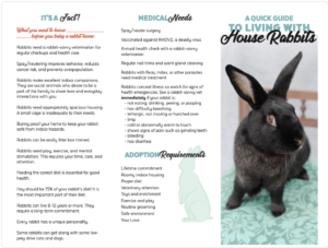living with a house rabbit brochure